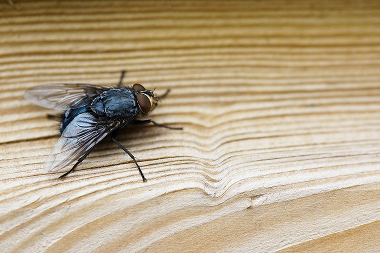 Casos de virose da mosca acendem alerta entre especialistas