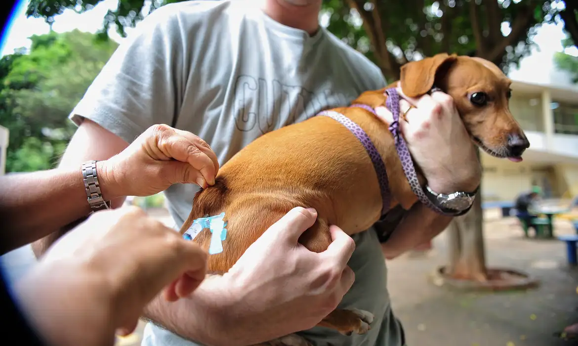 Projeto de lei propõe vacinação gratuita para animais domésticos